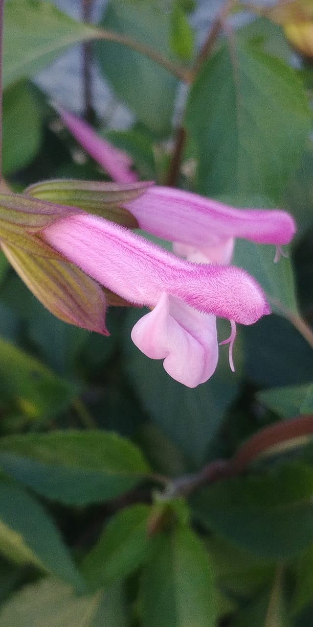 Salvia Love and Wishes