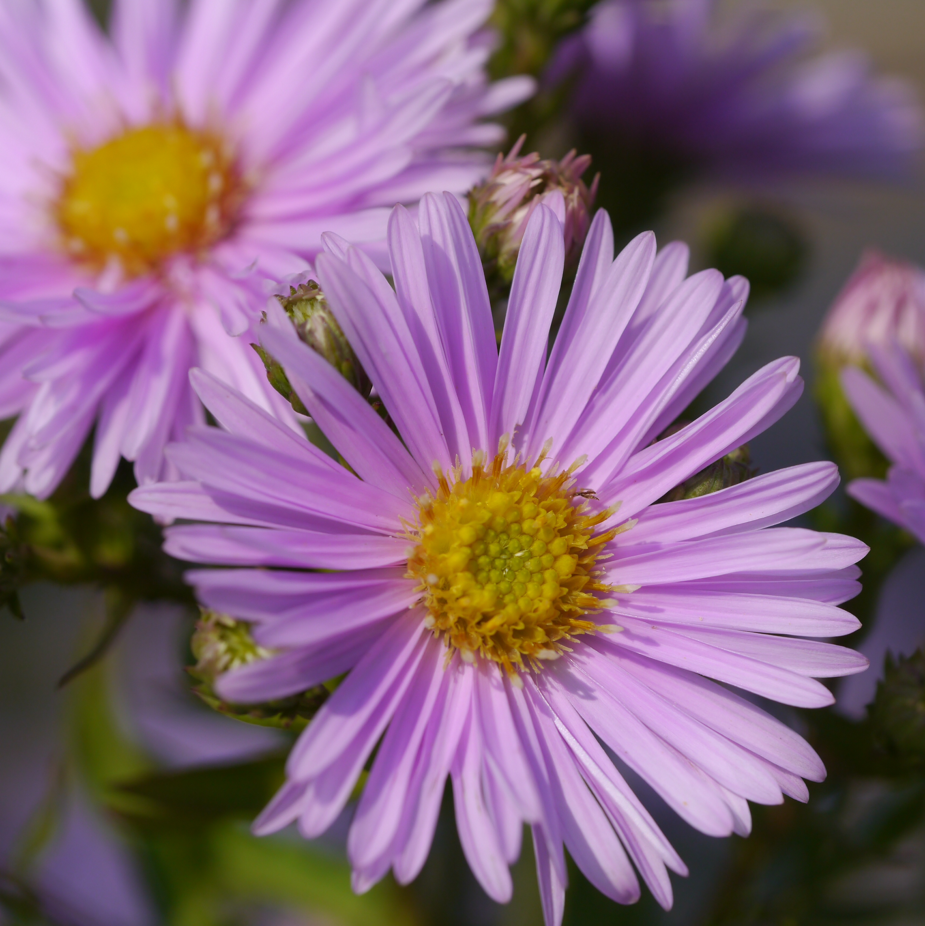 SYMPHYOTRICHUM novi-belgii Patricia Ballard