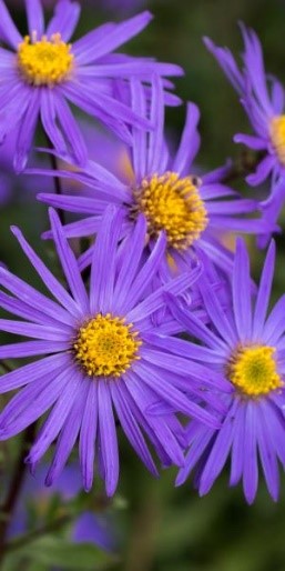 Aster amellus "King George"