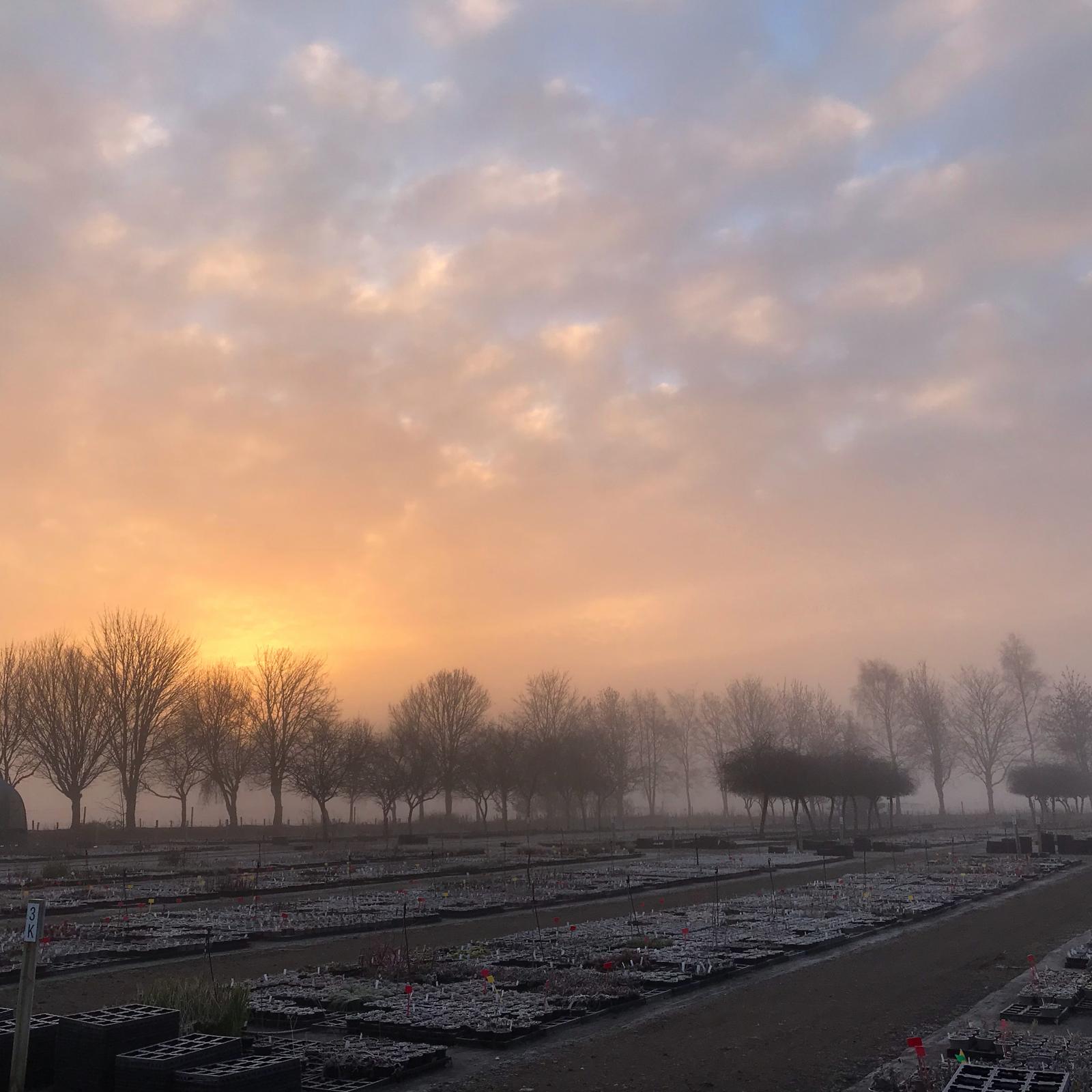 Frosty Dawn by Hazel