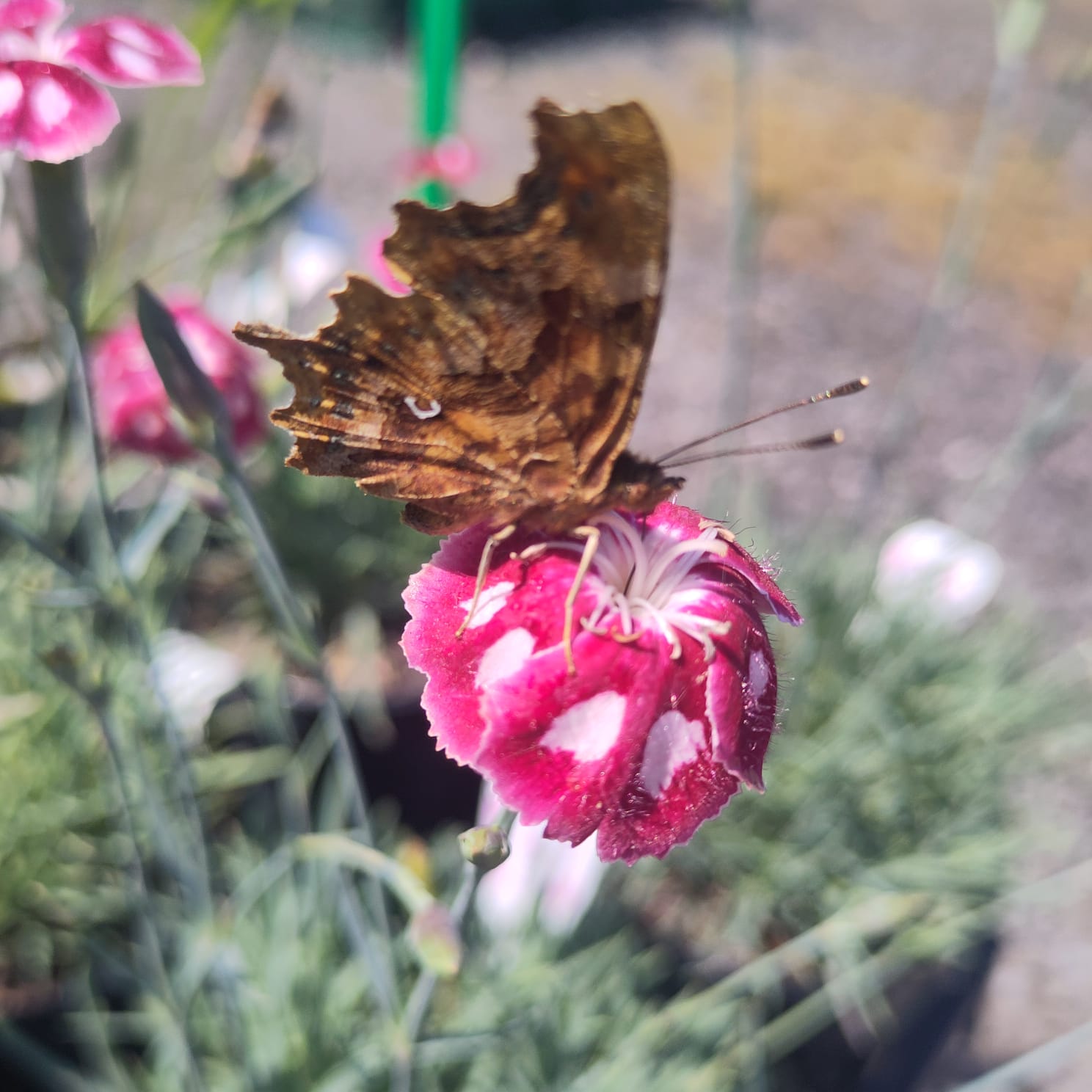 Butterfly on 'Rosy's Mum' by Claire