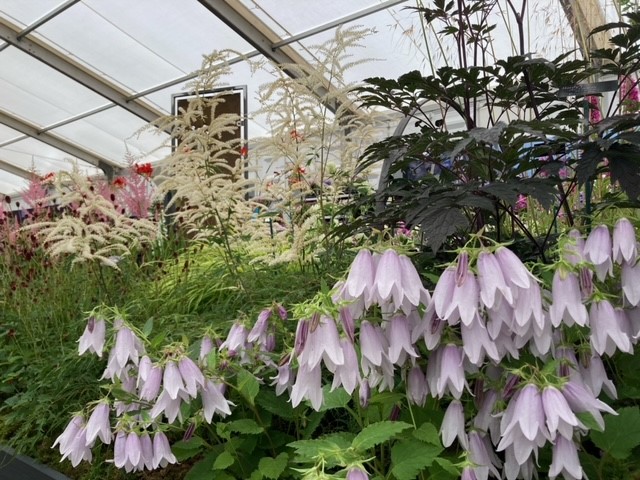 Campanula at Hampton Court 