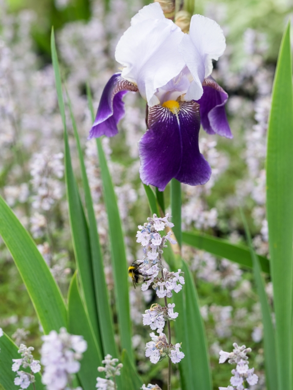 Iris 'Braithwaite'