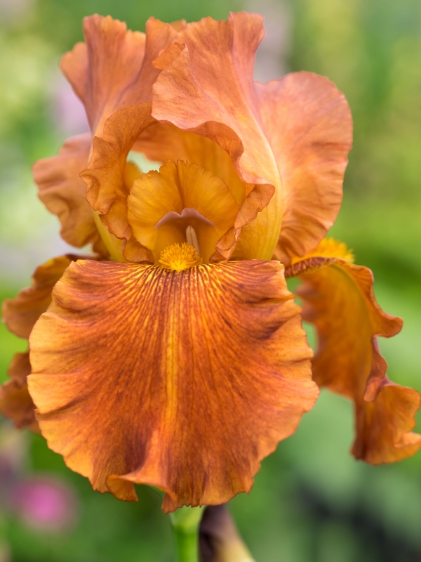 Iris 'Carnival'