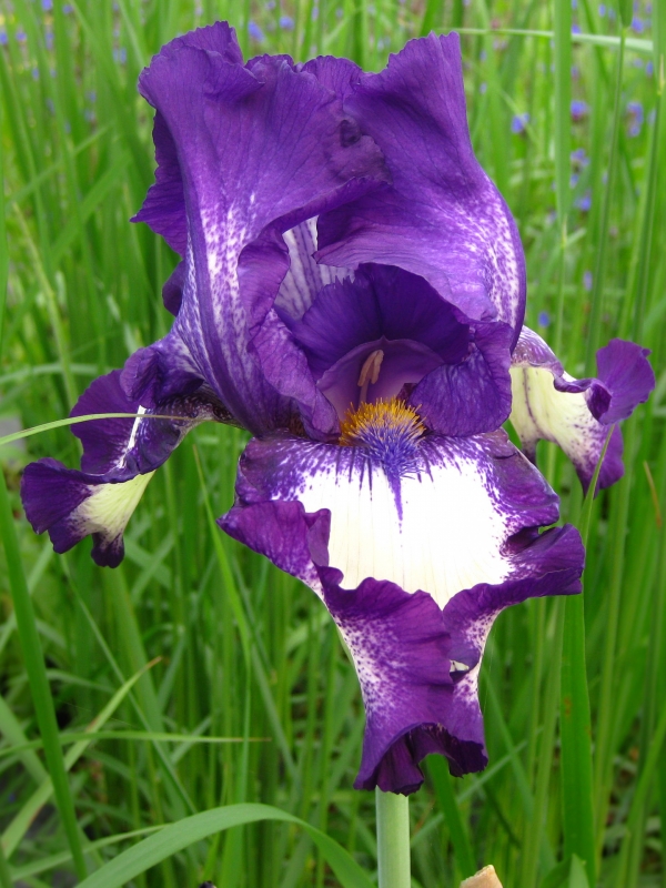 Iris 'Stepping Out'