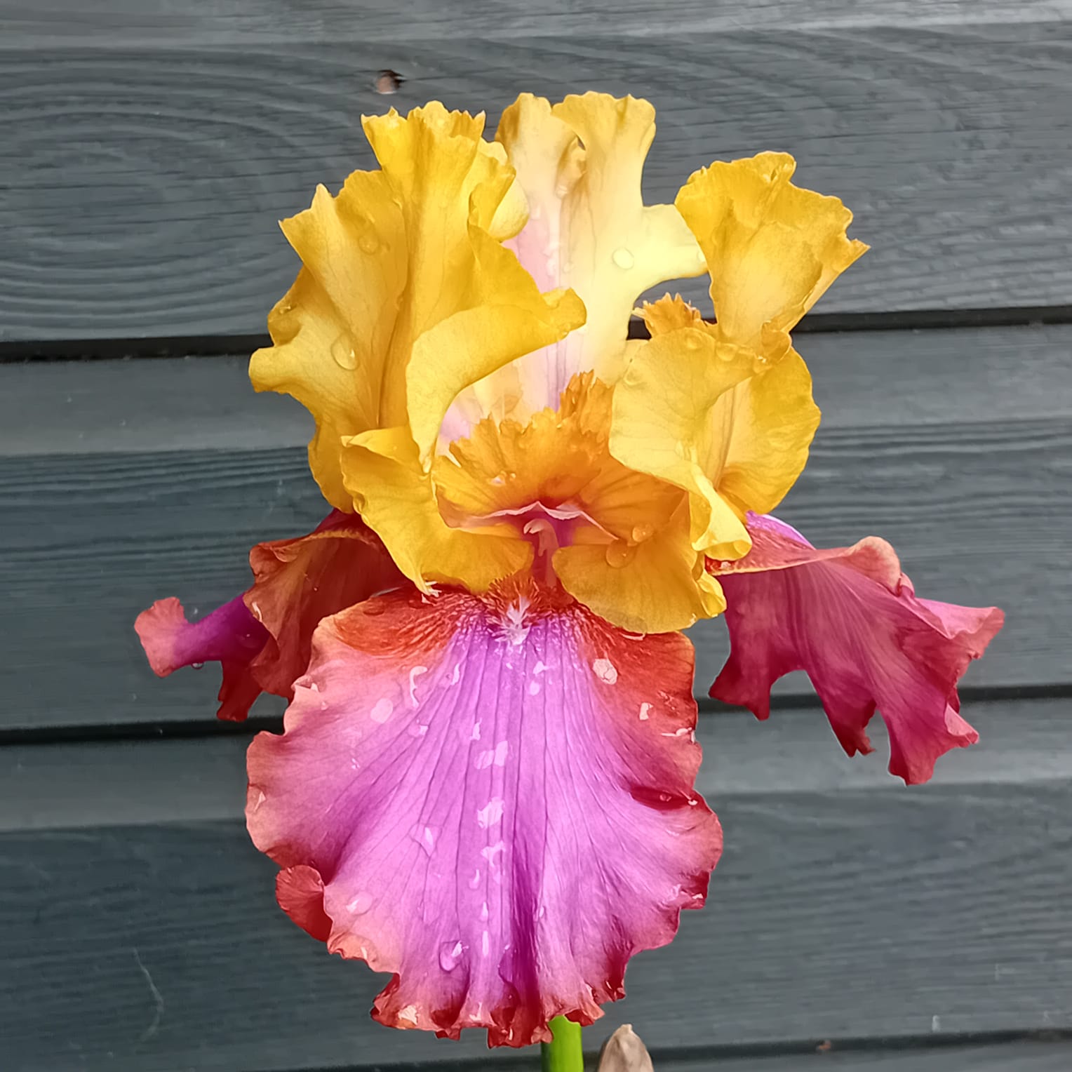 Iris Au Sommet by Claire