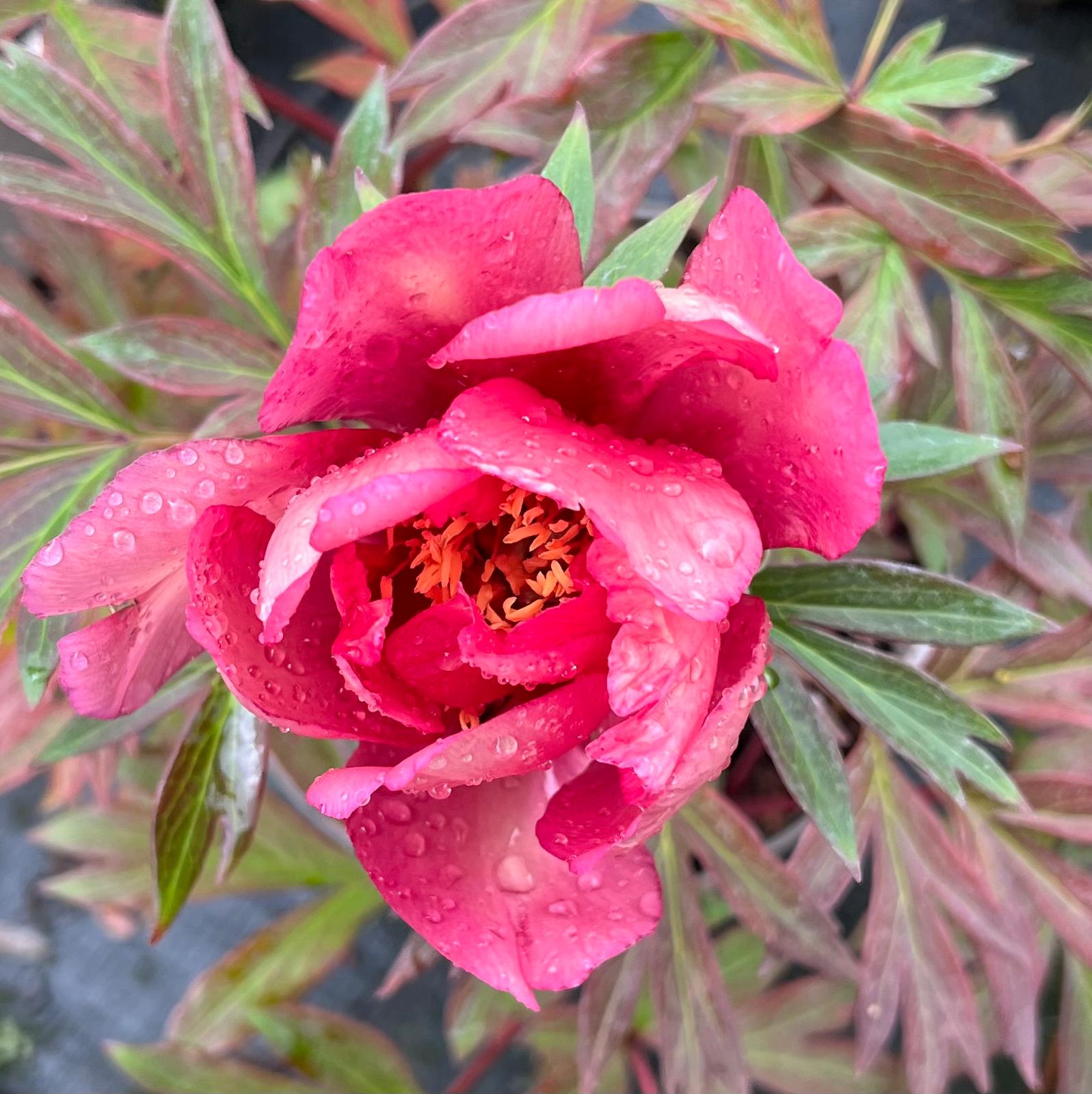 After the Rain by Sally Hammill