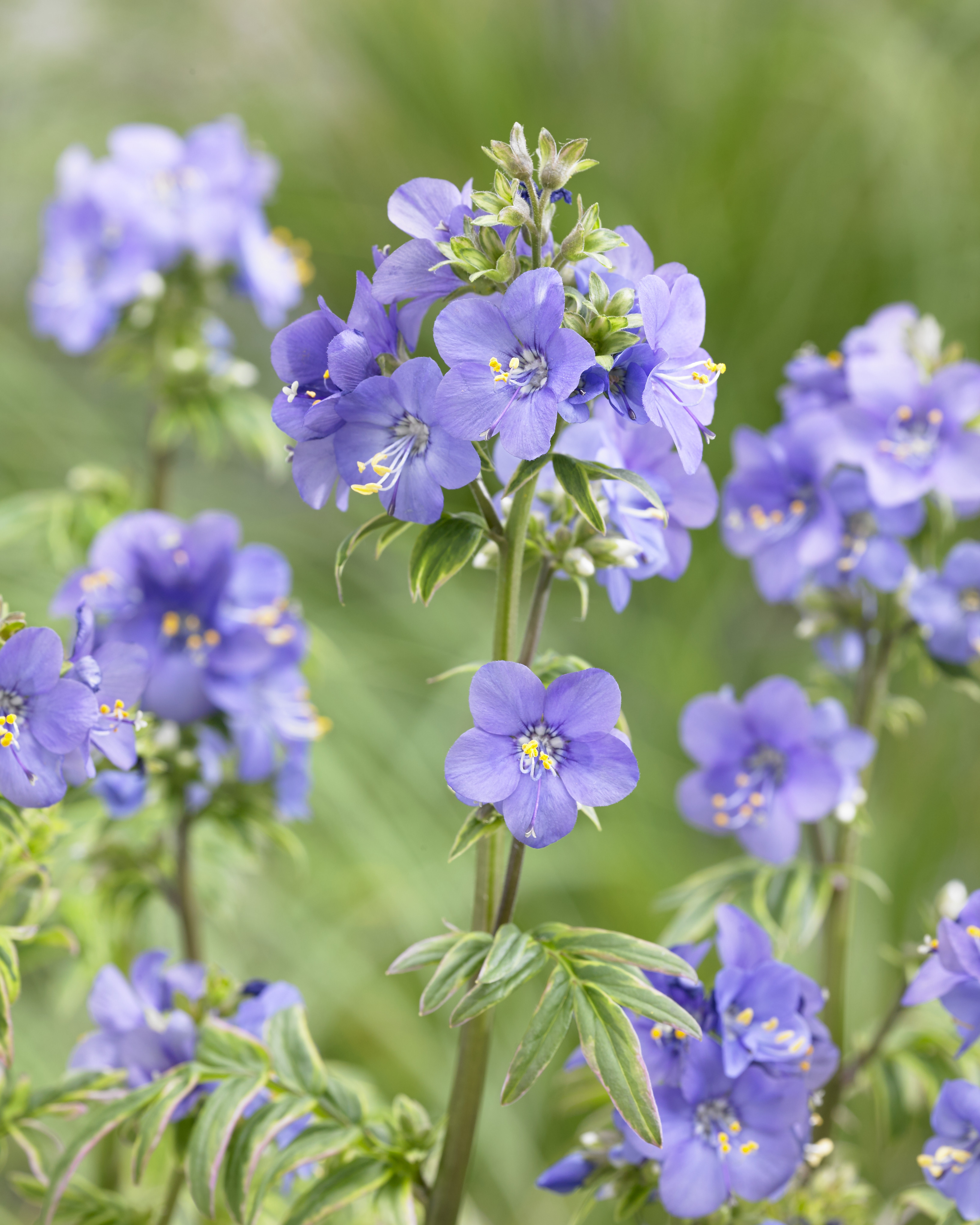 POLEMONIUM Kalidescope