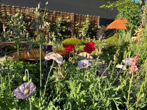 Red poppy in Katy Terrys Garden c. Rosy Hardy