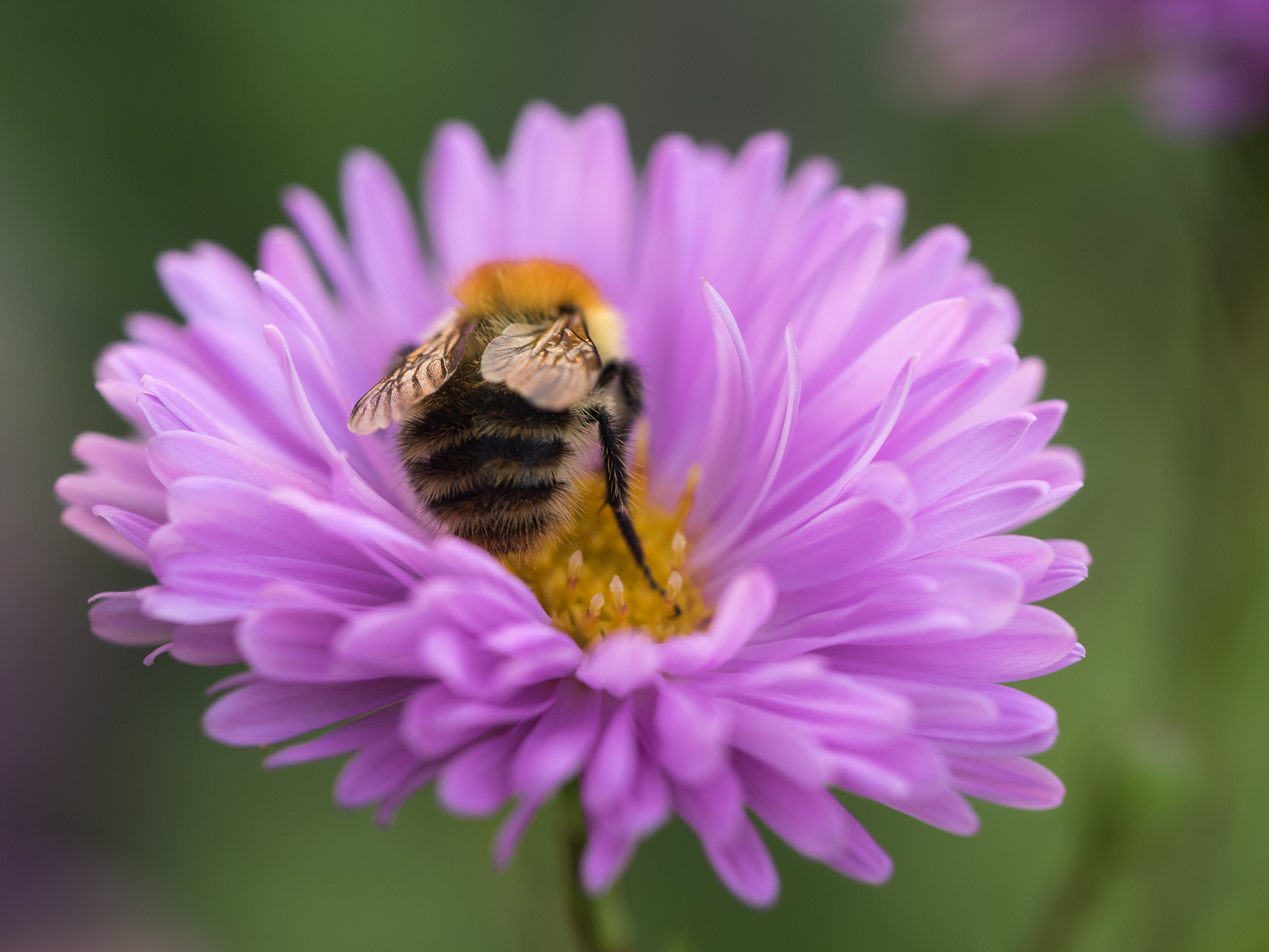 SYMPHYOTRICHUM novi-belgii Janet McMullen