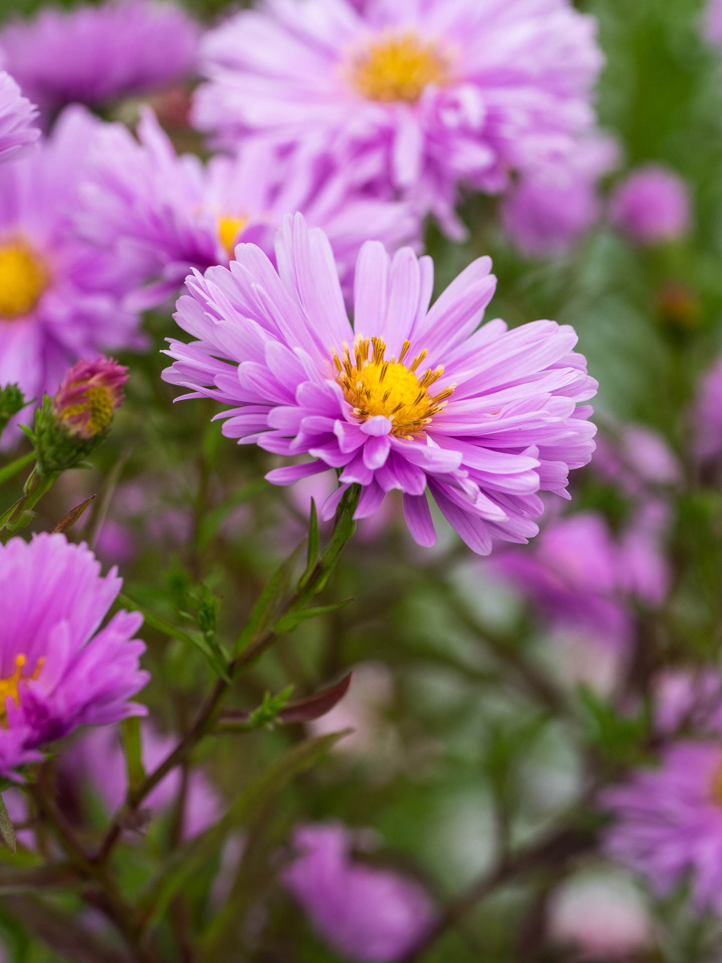 SYMPYOTRICHUM novi-belgii Janet McMullen