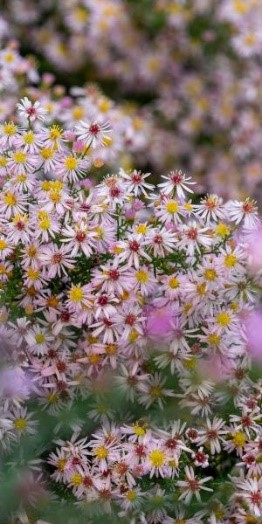 Symphyotrichum ericoides 'Pink Cloud'