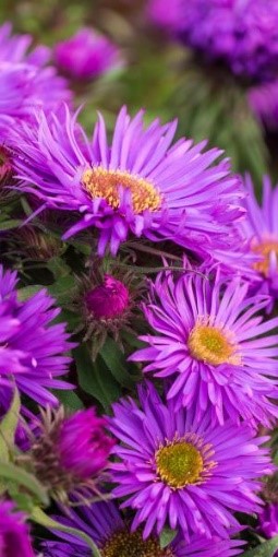 Symphyotrichum novi-belgii 'Purple Dome'