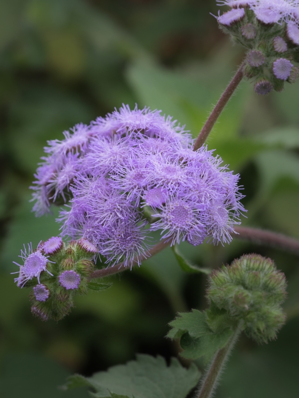 Ageratum petiolatum