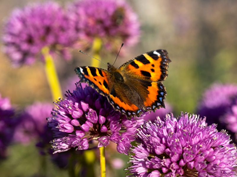Allium Millenium