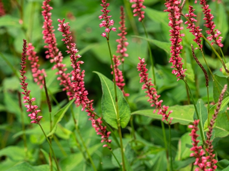 Bistorta amplexicaulis Orange Field 