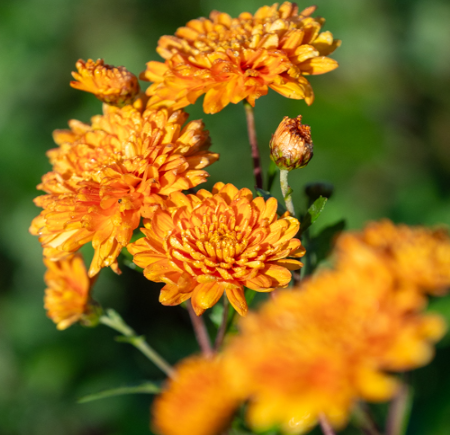 Chrysanthemum 'Dixter Orange'