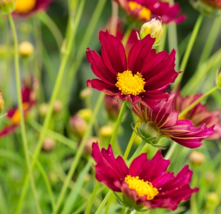 Coreopsis 'Mercury Rising'PBR (Big Bang Series)
