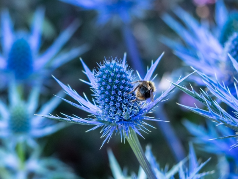 Eryngium Big Blue