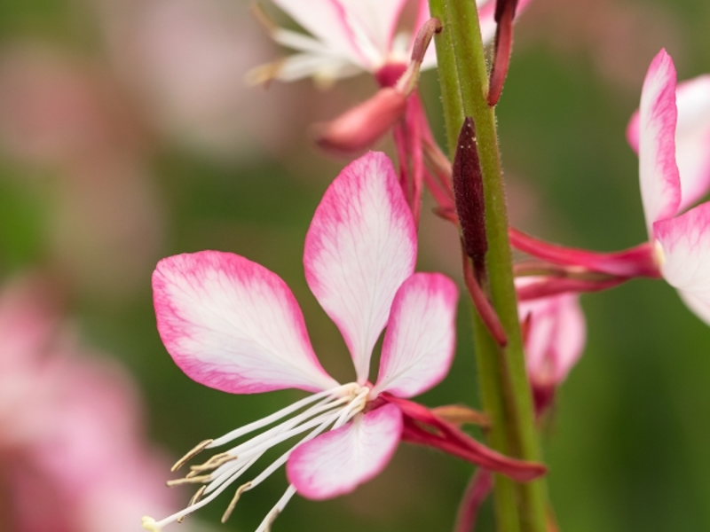 Oentohera linhemerie Rosyjane 