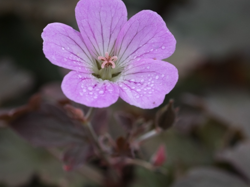 Geranium Dusky Rose