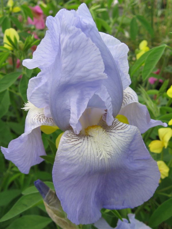 Iris 'Jane Phillips'