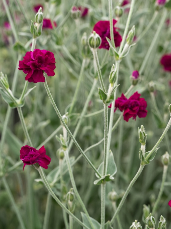 Silene gardeners world was lychnis