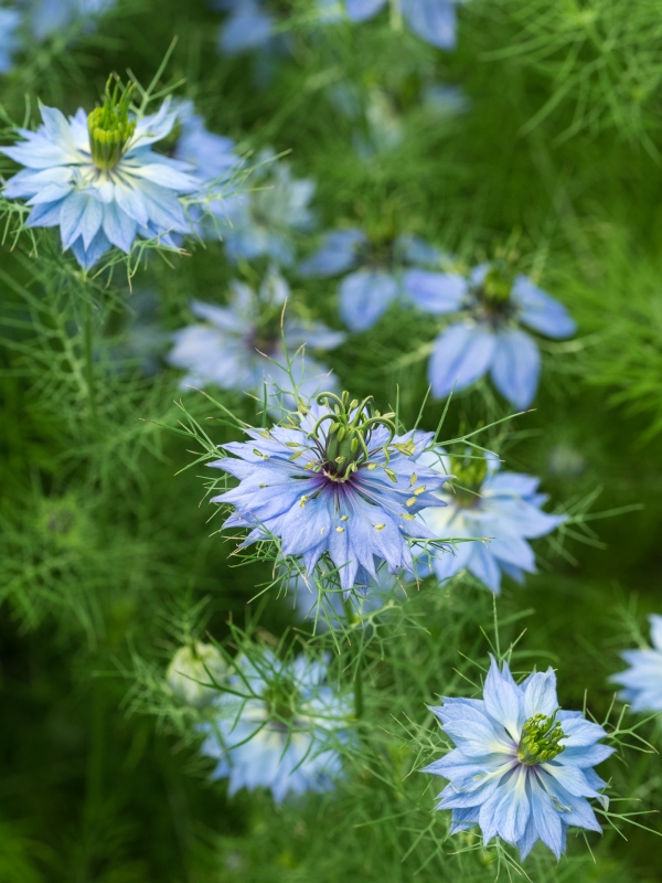 Nigella 