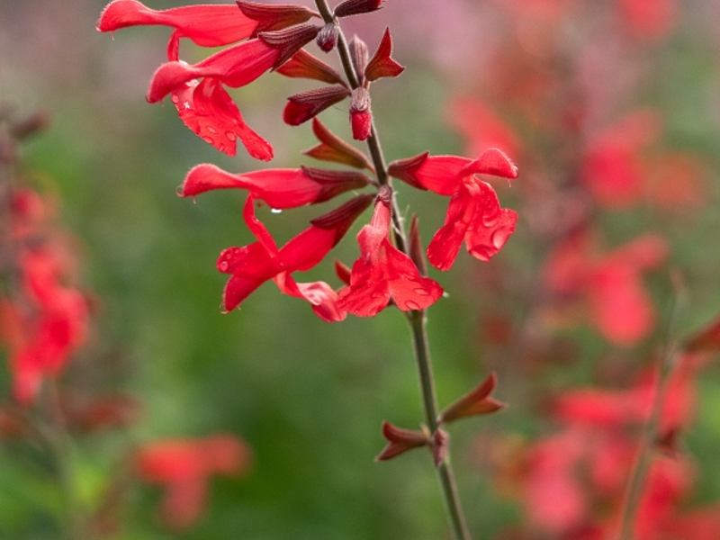 Salvia Silkes Dream