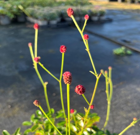 Sanguisorba Tanna