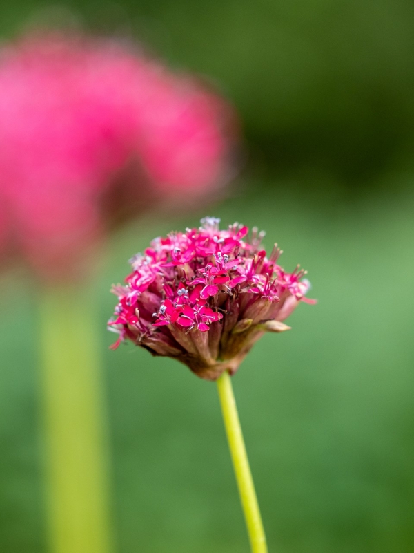 silene asteris