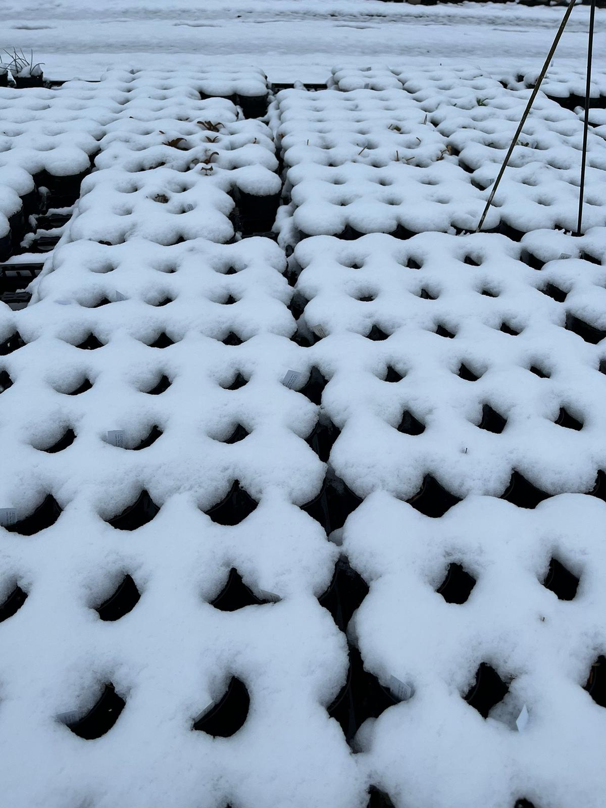 Snow waffles by Hael