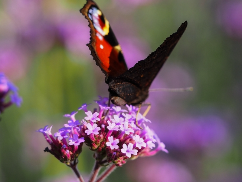 Verbena Bonariensis