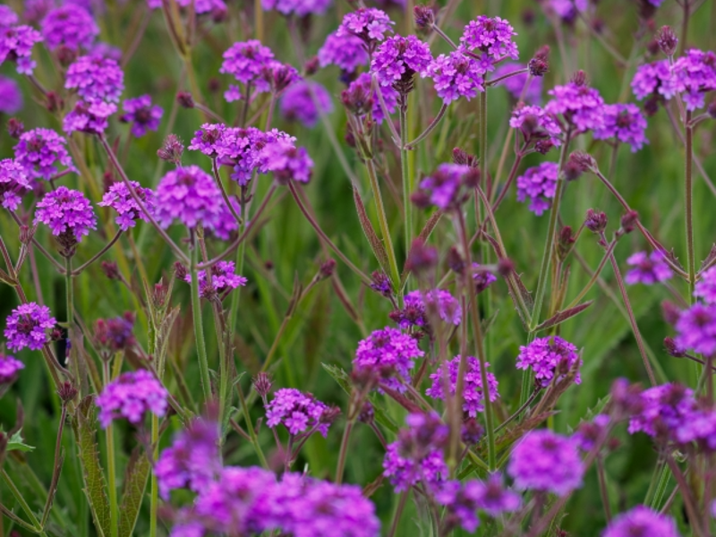 Verbena rigida