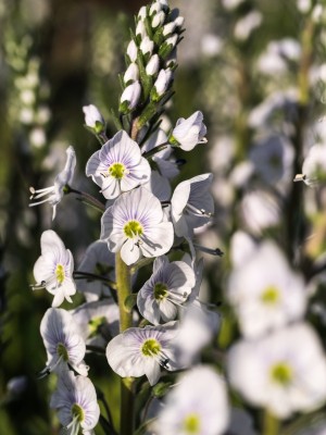 Veronica gentanoides 'Tissington White'