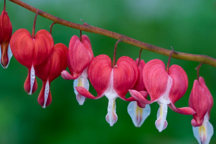 RHS Summer Perennials Talk with Rosy Hardy