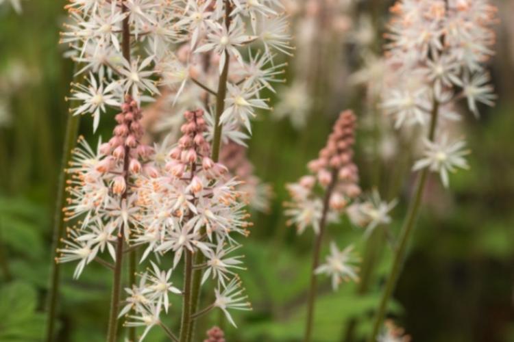 Tiarella 'Spring Symphony' 