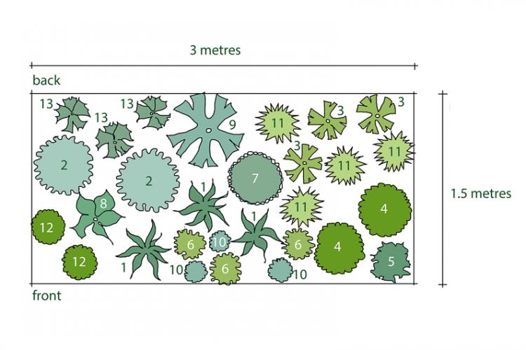 Rosy's Planting Plan for a Drought Resistant Border