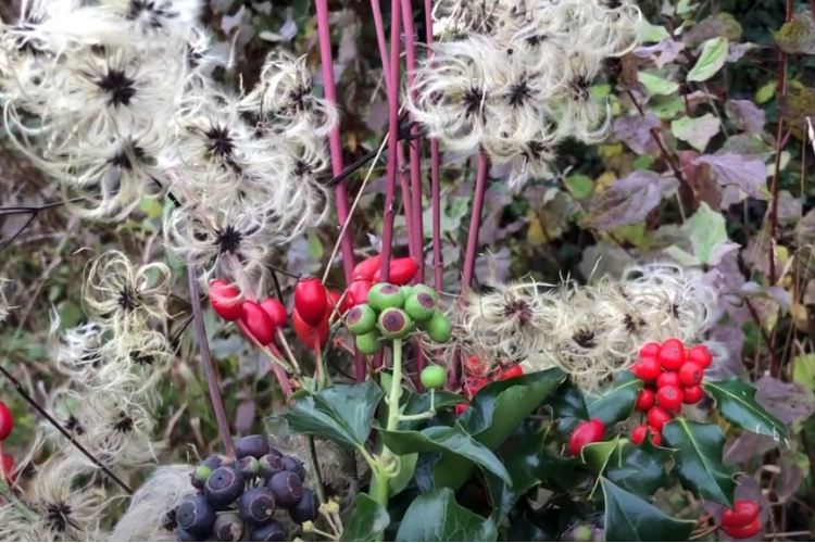 Mindful foraging for Christmas Wreaths