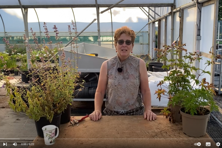 Caring for plants in hot weather