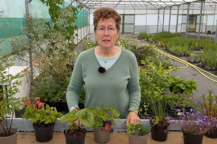 Rosy Hardy new build coffin borders 