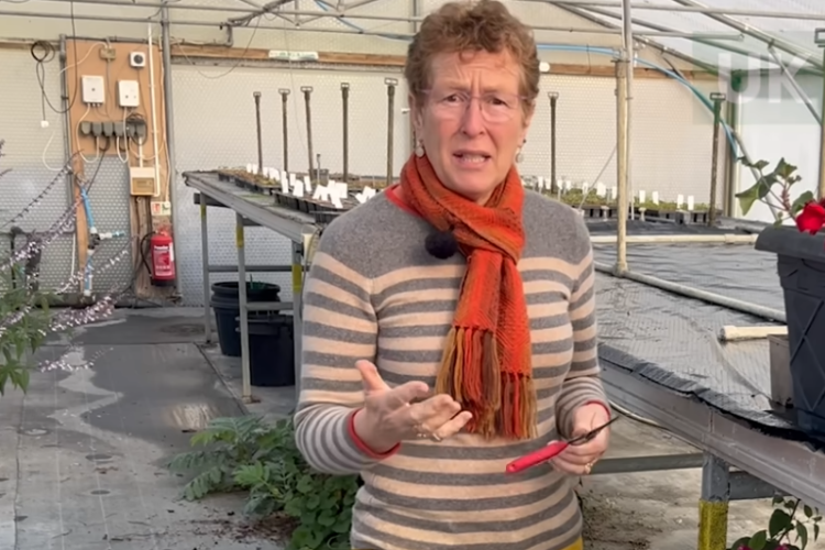 Overwintering Potted, Half-Hardy Plants: Dahlias, Begonias, Pelargoniums