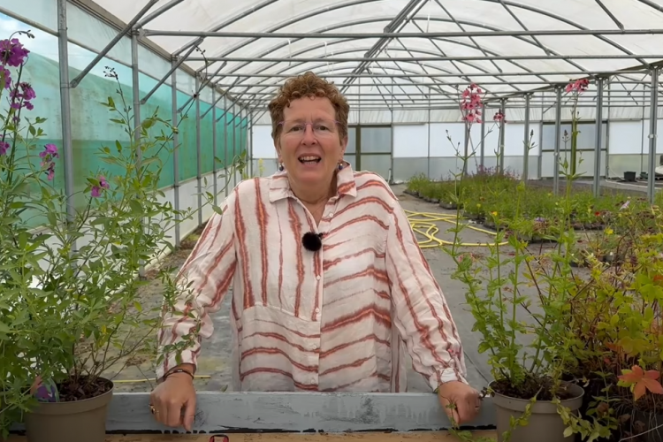 How to prune back early flowering perennials for a rebloom