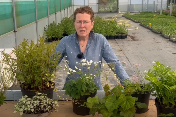 Rosy Hardy woodland talk 
