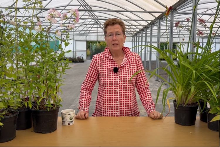 Midsummer perennials for shade or sun 