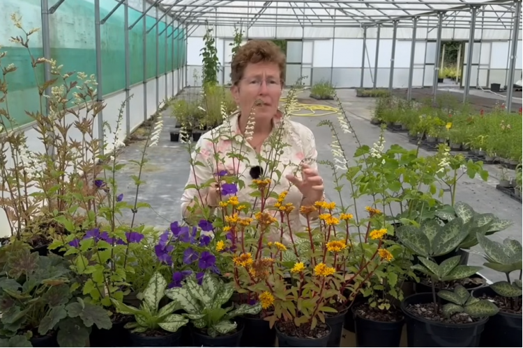 How To Build A Shady Spot Garden Border with Pops of Summer Colour!