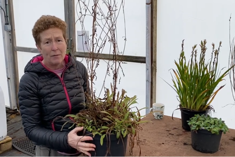 Splitting big plants in winter 
