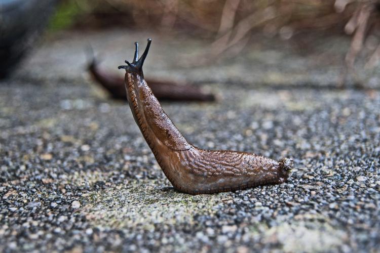 Photo of a slug 
