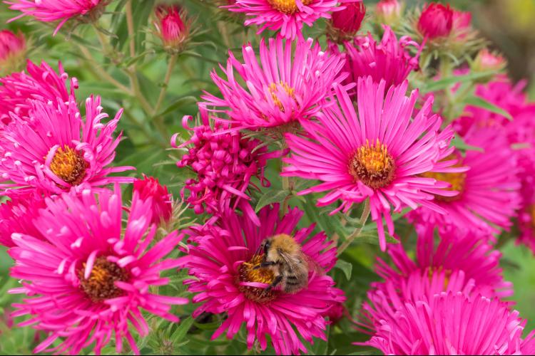 Where did all those Asters go? 