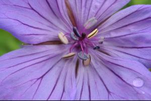 Geranium malviflorum